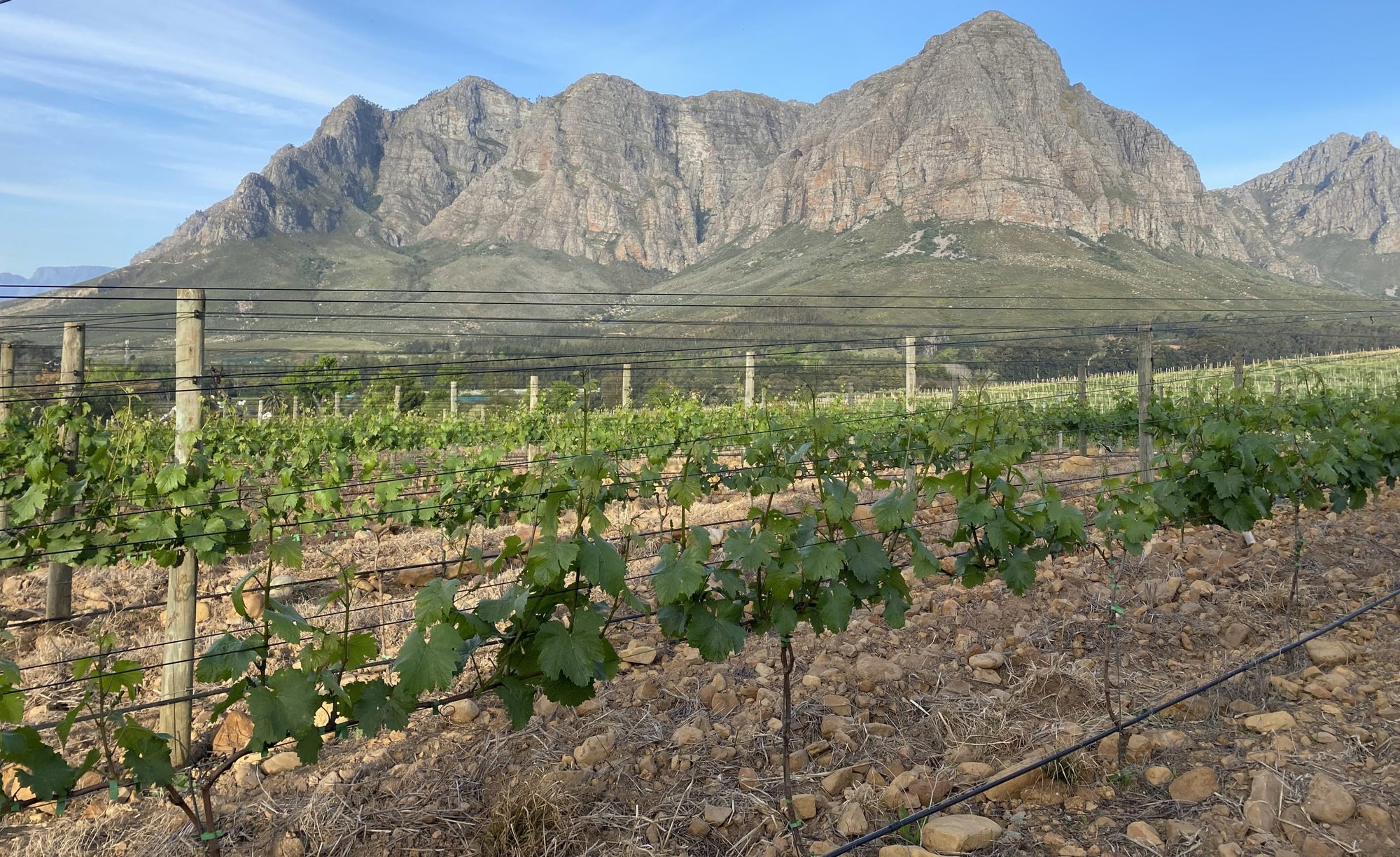 Demystifying the Scepticism of South African Wine