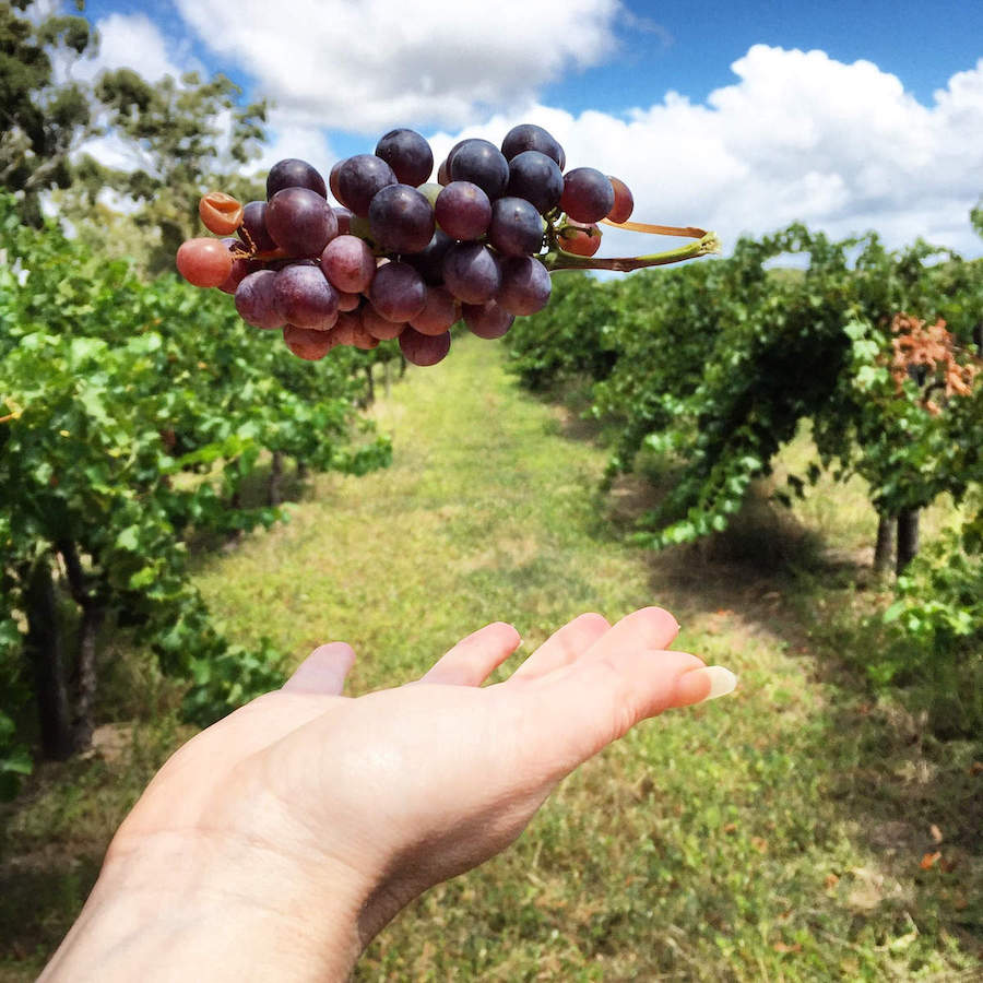 McLaren Vale - Alternative Grape Varietals in Australia