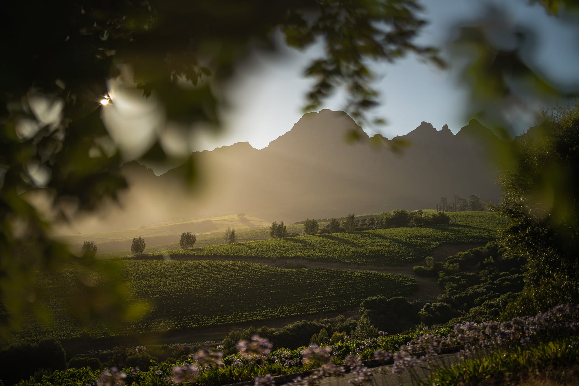 Top South African Wineries To Visit On Your Trip – Part 3