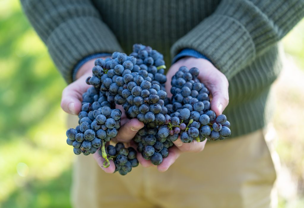 Pinotage: South Africa's Iconic Grape Variety Flexing its Muscle Internationally 