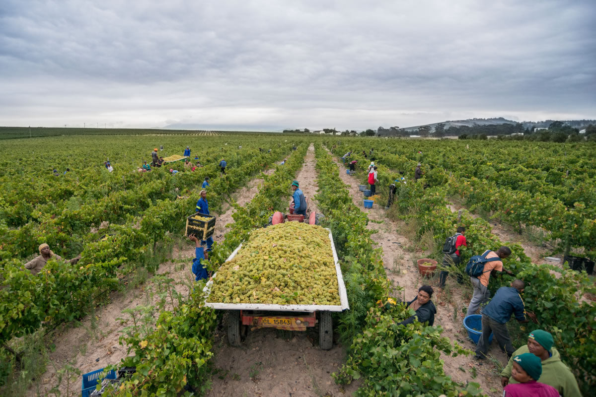 #DrinkChenin Stellenrust