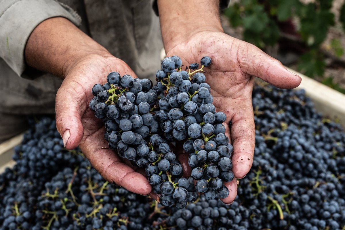 Rise of South African Wine - Cabernet Sauvignon out of Stellenbosch