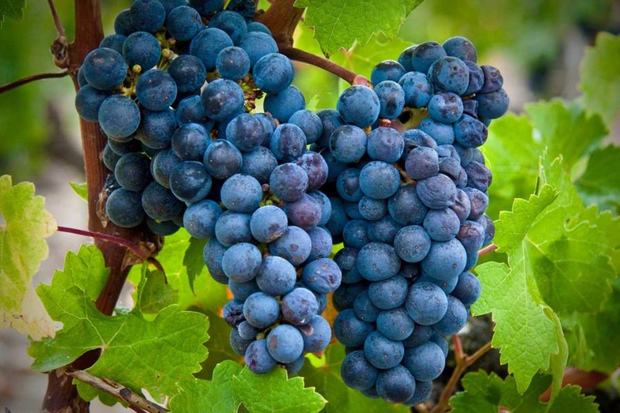 Featured grape varietal – Cabernet Sauvignon