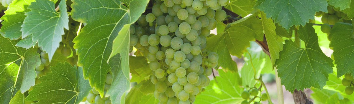 Featured Grape Varietal – Chenin Blanc