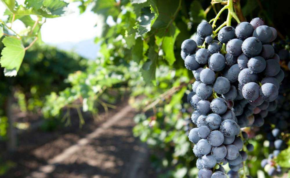 Featured grape varietal: Nero - The Black Grape of Avola