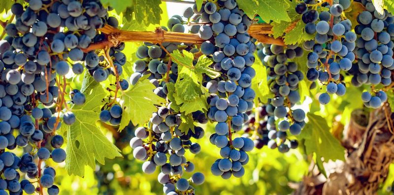 Featured grape varietal – Cabernet Franc