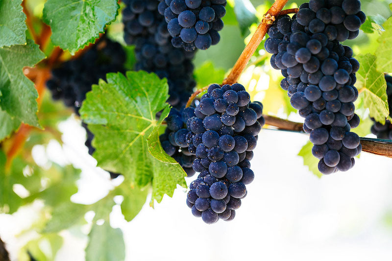 Featured grape varietal – Pinot Noir