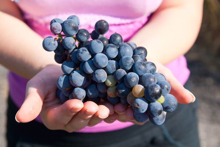 Featured grape varietal: Grenache