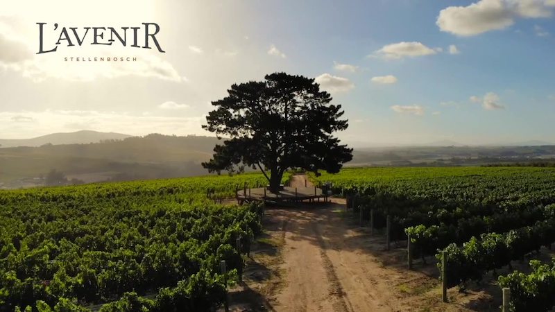 Featured Winery – L’Avenir Estate