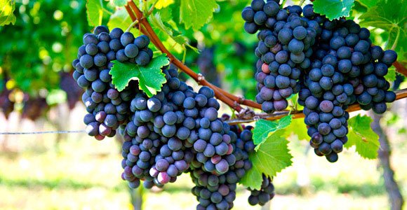 Featured grape varietal – Petit Verdot