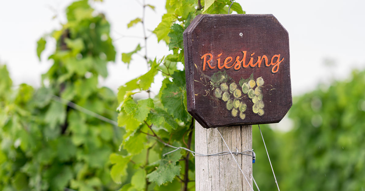 Riesling Revelry: Celebrating International Riesling Day Down Under!