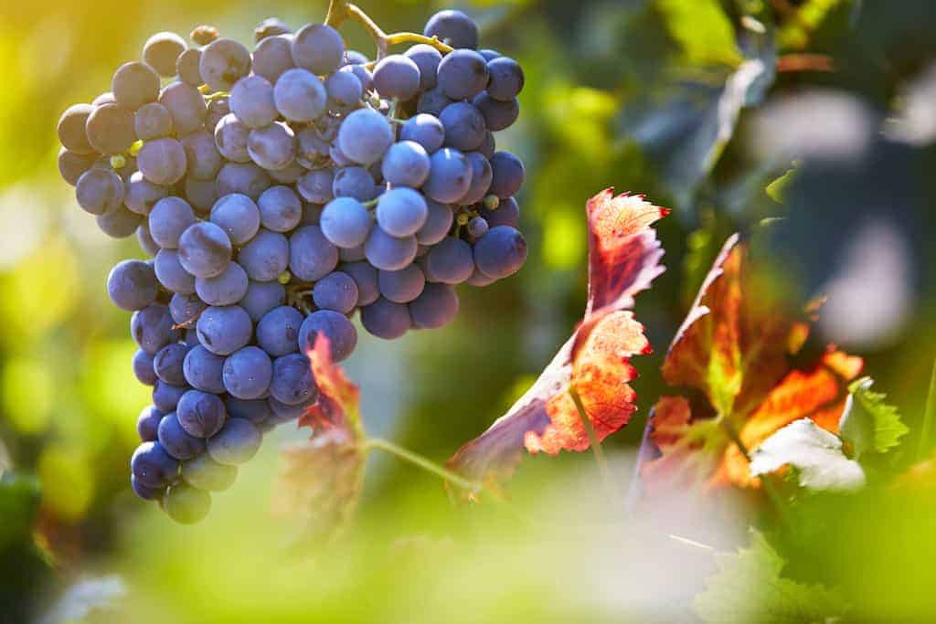 Featured grape varietal – Shiraz / Syrah